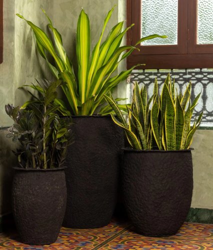 Indoor Plants